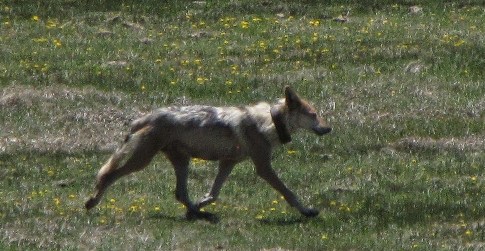 Mexican gray wolf