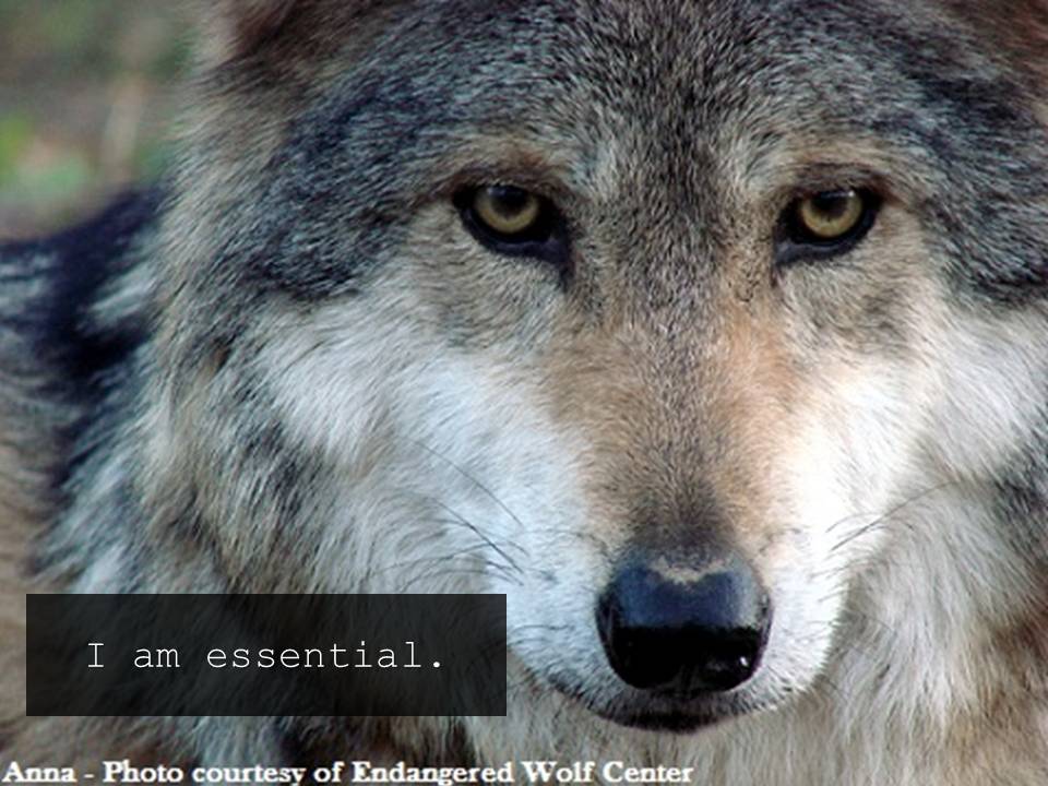 Mexican gray wolf - essential
