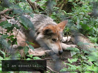 Mexican gray wolf