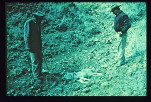 McKittrick Policy - illegal wolf killing