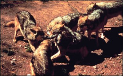 Mexican gray wolves