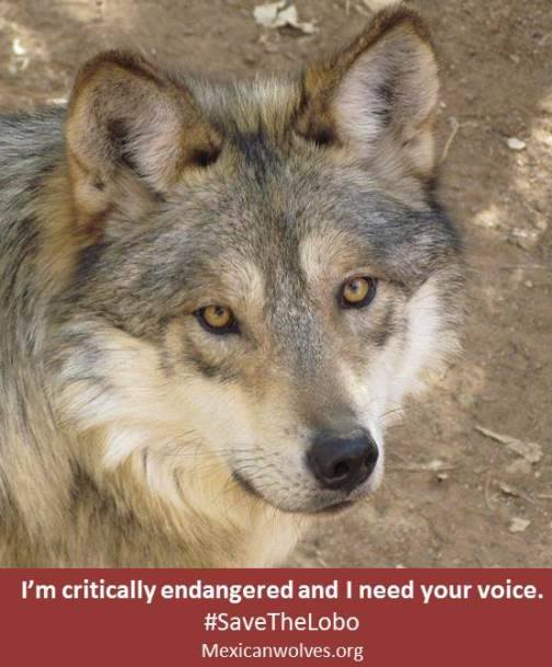 Mexican gray wolf