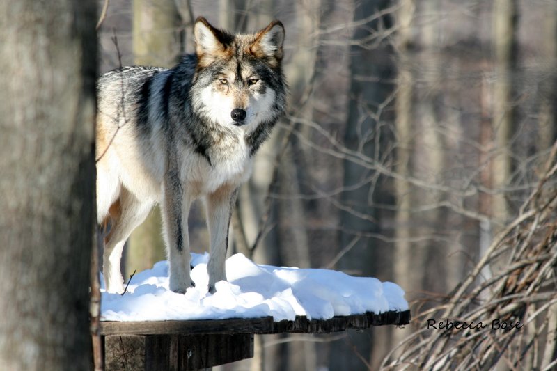 The half wolves essay 06 image