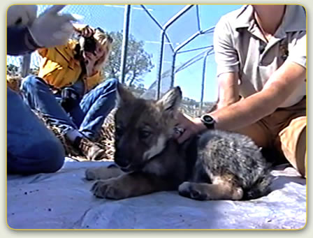 Biologist examine Mexican gray wolf
