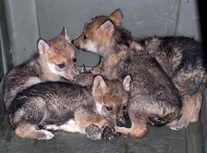 Captive Pups