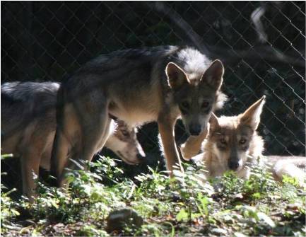 Captive Mexican gray wolves - ready for release
