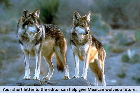 Arizona Daily Sun How To Write Letters To The Editor Arizona Daily Sun How To Write Letters To The Editor