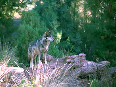 mexican gray wolf