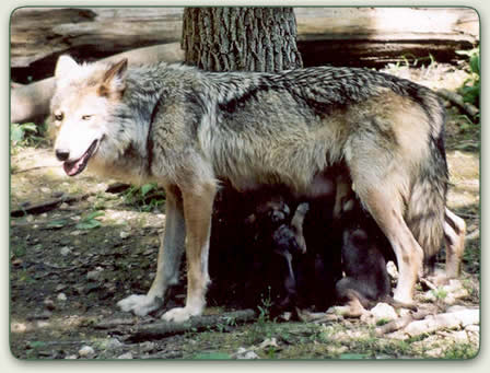 Mexican gray wolf