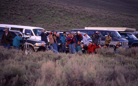 Wolf watching at Yellowstone Park