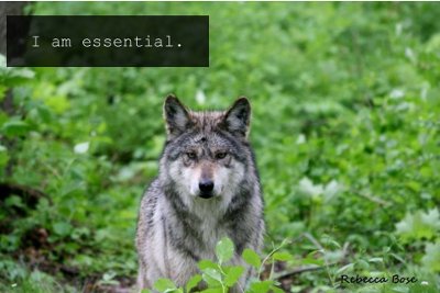 Mexican gray wolf